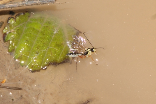 Cteniscus scalaris