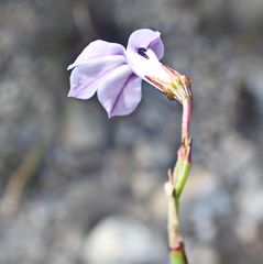 Lobelia capillifolia