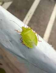 Chlorocoris distinctus