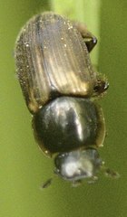 Chilothorax distinctus