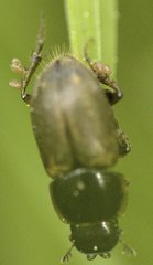 Chilothorax distinctus