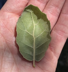 Quercus agrifolia oxyadenia
