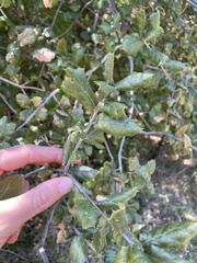 Quercus agrifolia oxyadenia