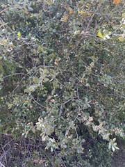 Quercus agrifolia oxyadenia