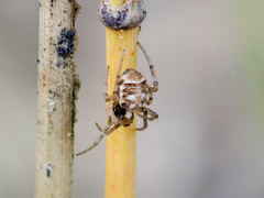 Hypsosinga kazachstanica