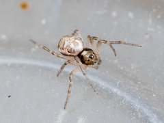 Hypsosinga kazachstanica