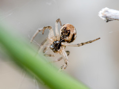 Hypsosinga kazachstanica