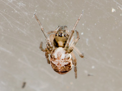 Hypsosinga kazachstanica