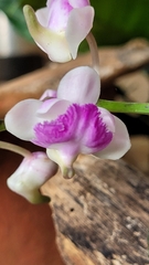 Aerides crispa