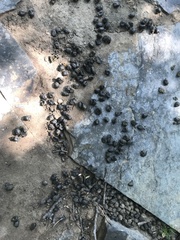 Naemorhedus caudatus