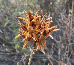 Rhododendron occidentale