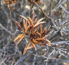Rhododendron occidentale