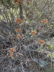 Rhododendron occidentale