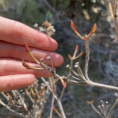 Rhododendron occidentale