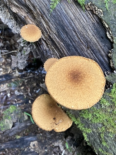 Flammulaster erinaceellus