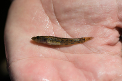 Philypnodon grandiceps