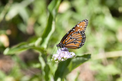Danaus gilippus