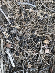 Naemorhedus caudatus
