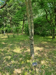 Fraxinus chinensis
