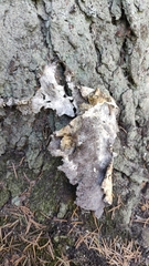 Nectriopsis violacea