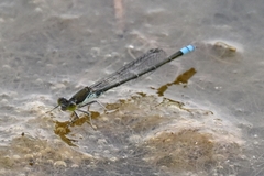 Paracercion calamorum