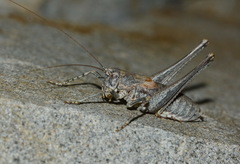 Eulithoxenus