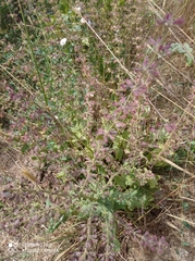 Salvia hierosolymitana