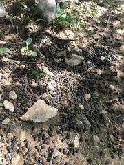 Naemorhedus caudatus