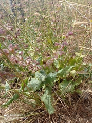 Salvia hierosolymitana