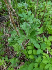 Aconitum septentrionale