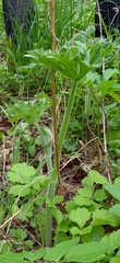 Aconitum septentrionale