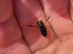 Hesperocorixa laevigata