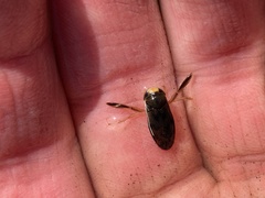 Hesperocorixa laevigata