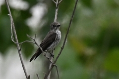 Muscicapa griseisticta