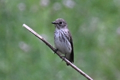 Muscicapa griseisticta