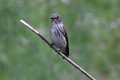 Muscicapa griseisticta