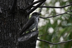 Muscicapa griseisticta