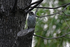 Muscicapa griseisticta
