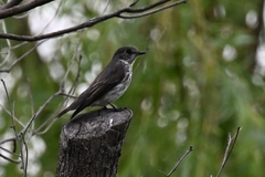 Muscicapa griseisticta