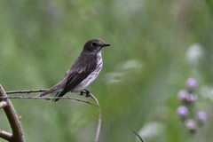 Muscicapa griseisticta