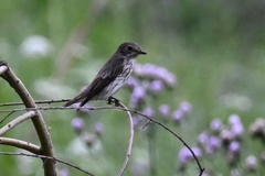 Muscicapa griseisticta