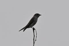 Muscicapa griseisticta