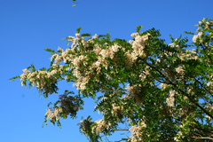Robinia pseudoacacia