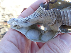 Maoricrypta sodalis