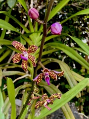 Vandopsis lissochiloides