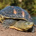 斑龜 - Photo 由 Darren Fielder 所上傳的 (c) Darren Fielder，保留部份權利CC BY-NC