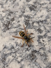 Vespula germanica