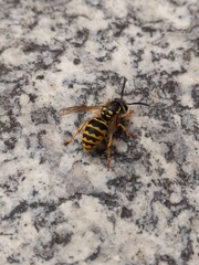 Vespula germanica