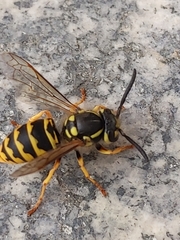 Vespula germanica