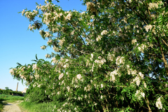 Robinia pseudoacacia
